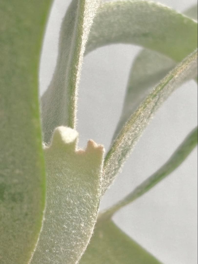 【メルカリ便】P. Willinckii Jade Girl(TC) 【46】