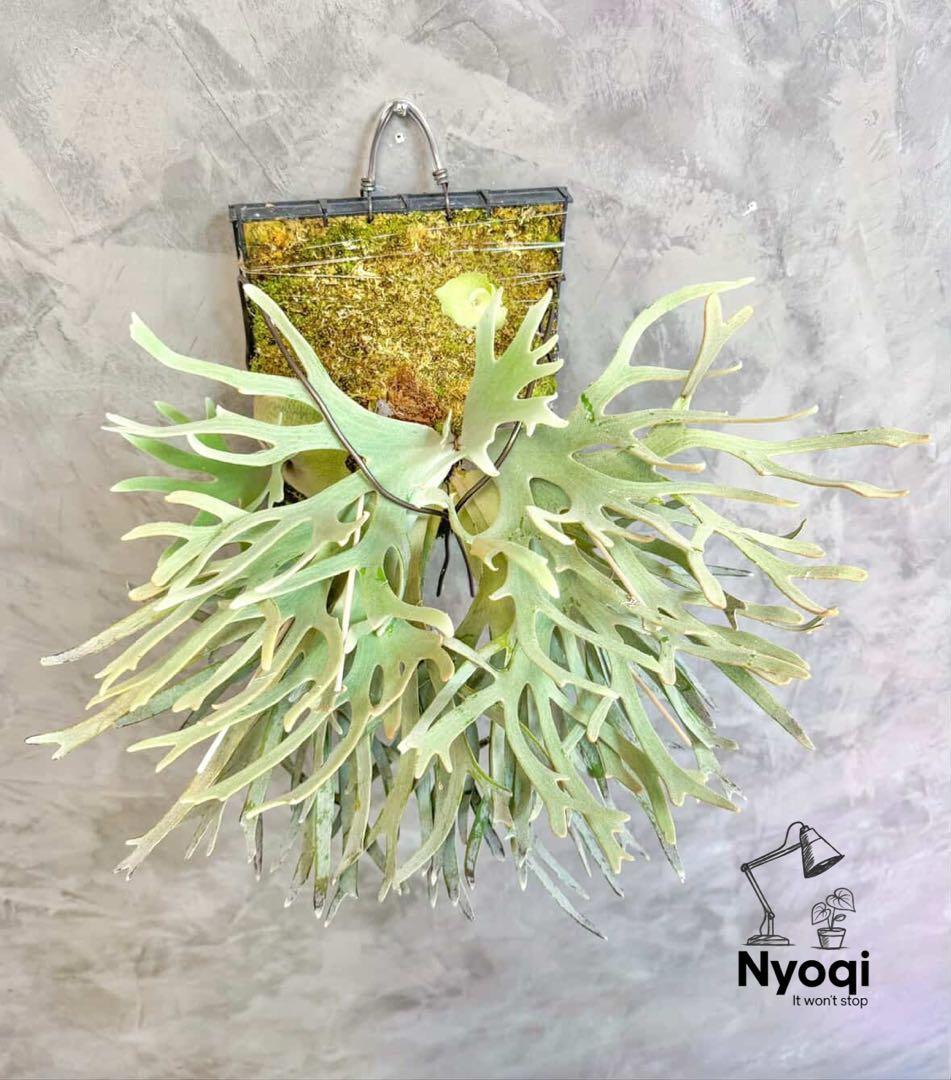 【メルカリ便】P. Willinckii Jade Girl(TC) 【46】