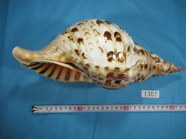 法螺貝 32.6cm・ほらがい・ホラガイ・No.1307