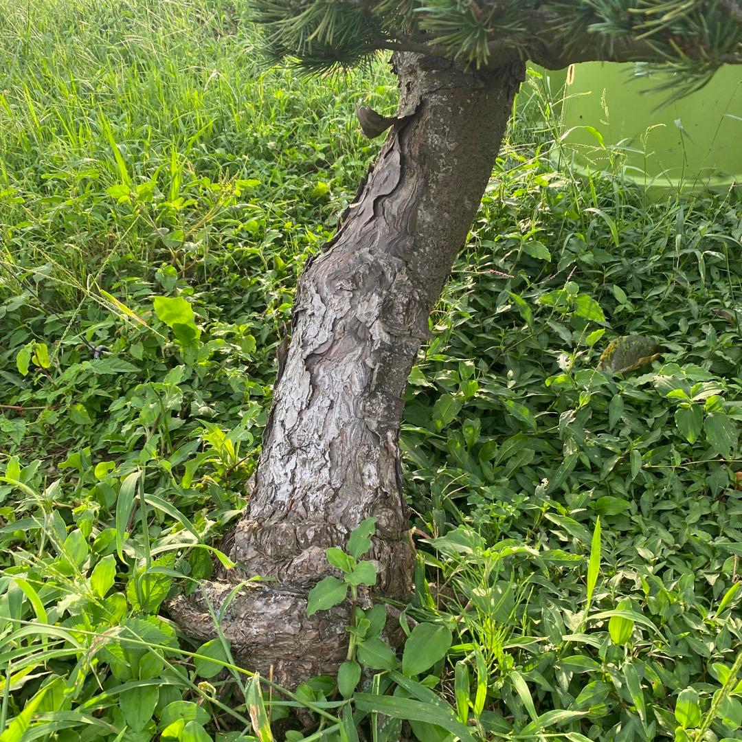 レア　五葉松　大株！！引取り限定！！美株！樹齢30年以上！