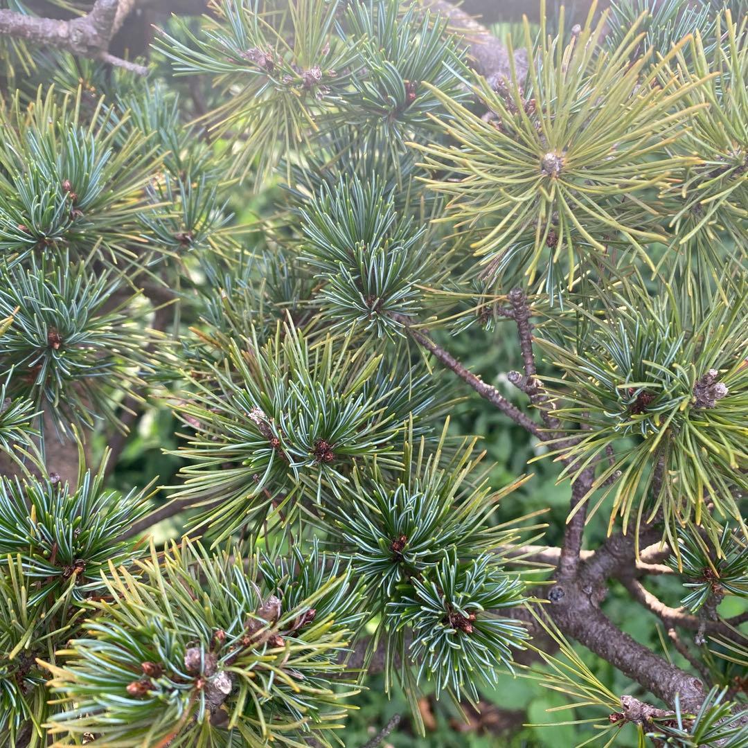 レア　五葉松　大株！！引取り限定！！美株！樹齢30年以上！