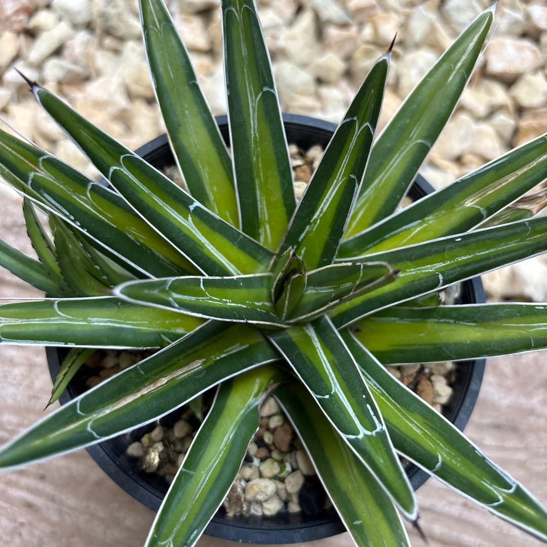 アガベ 笹の雪中斑　子株付