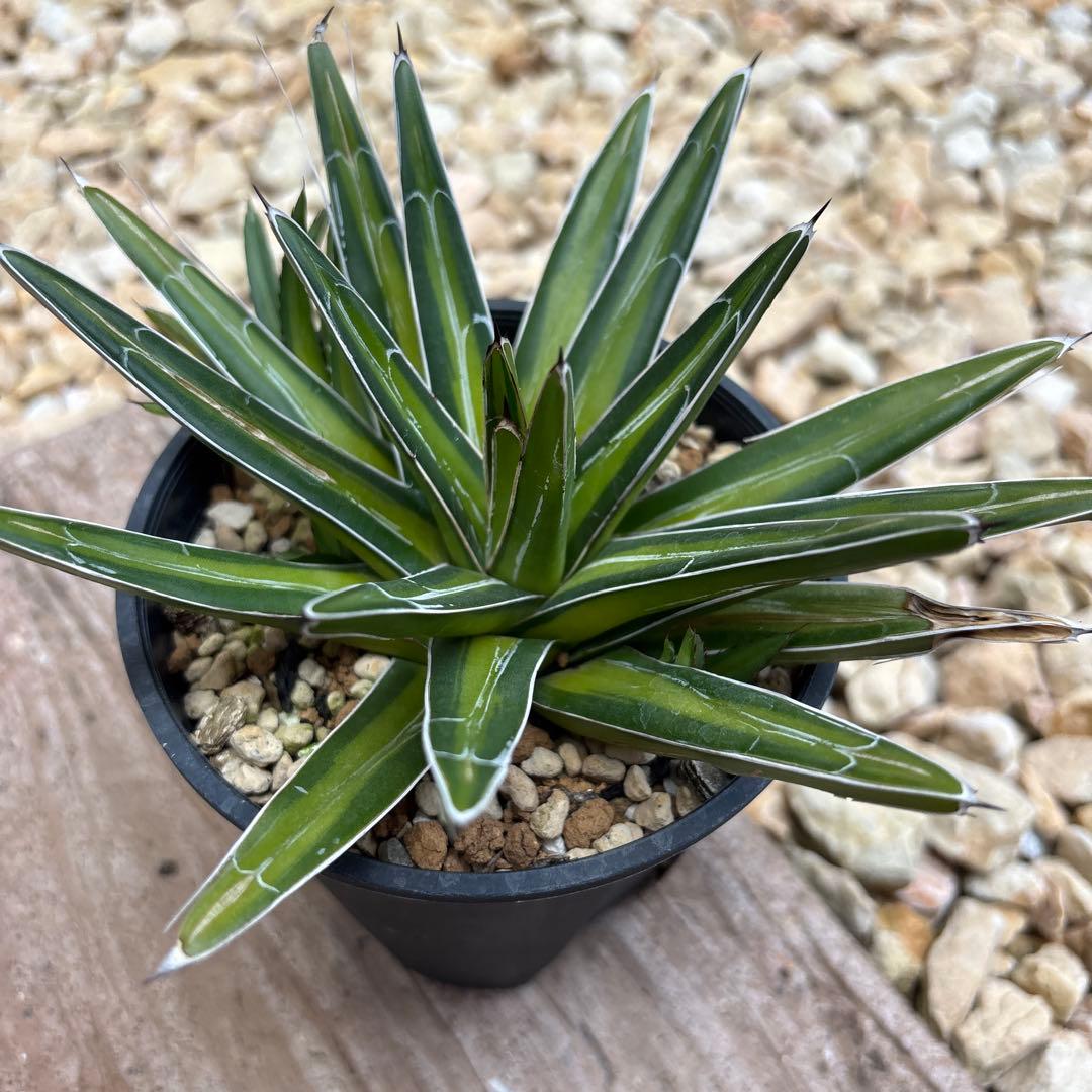 アガベ 笹の雪中斑　子株付