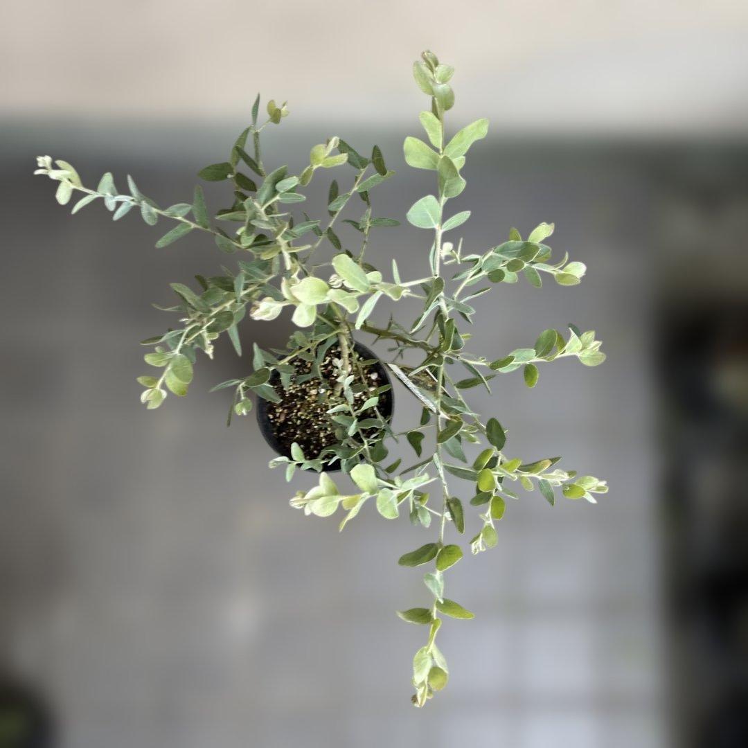 パール アカシア (真珠葉ミモザ) 正規仕入れ品新苗10