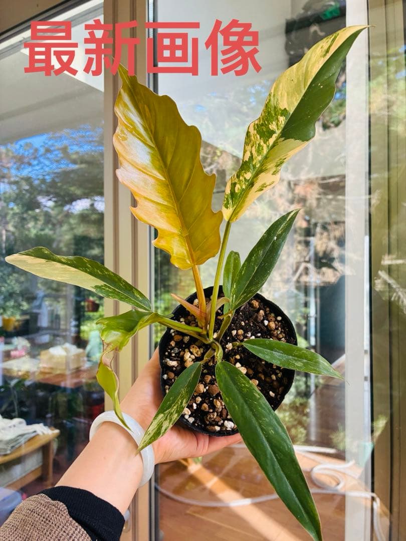 フィロデンドロン　キャラメルマーブル