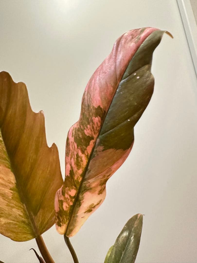 フィロデンドロン　キャラメルマーブル