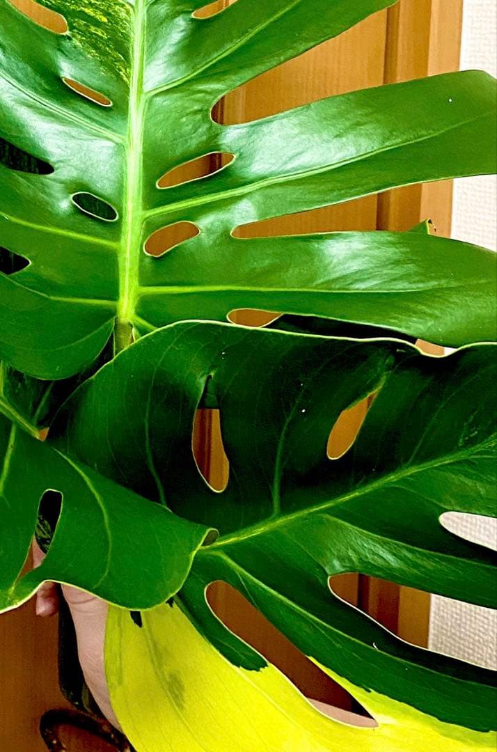 超大葉31㎝／脇芽・新芽／セブブルーミント／イエローマリリン モンステラ 班入①