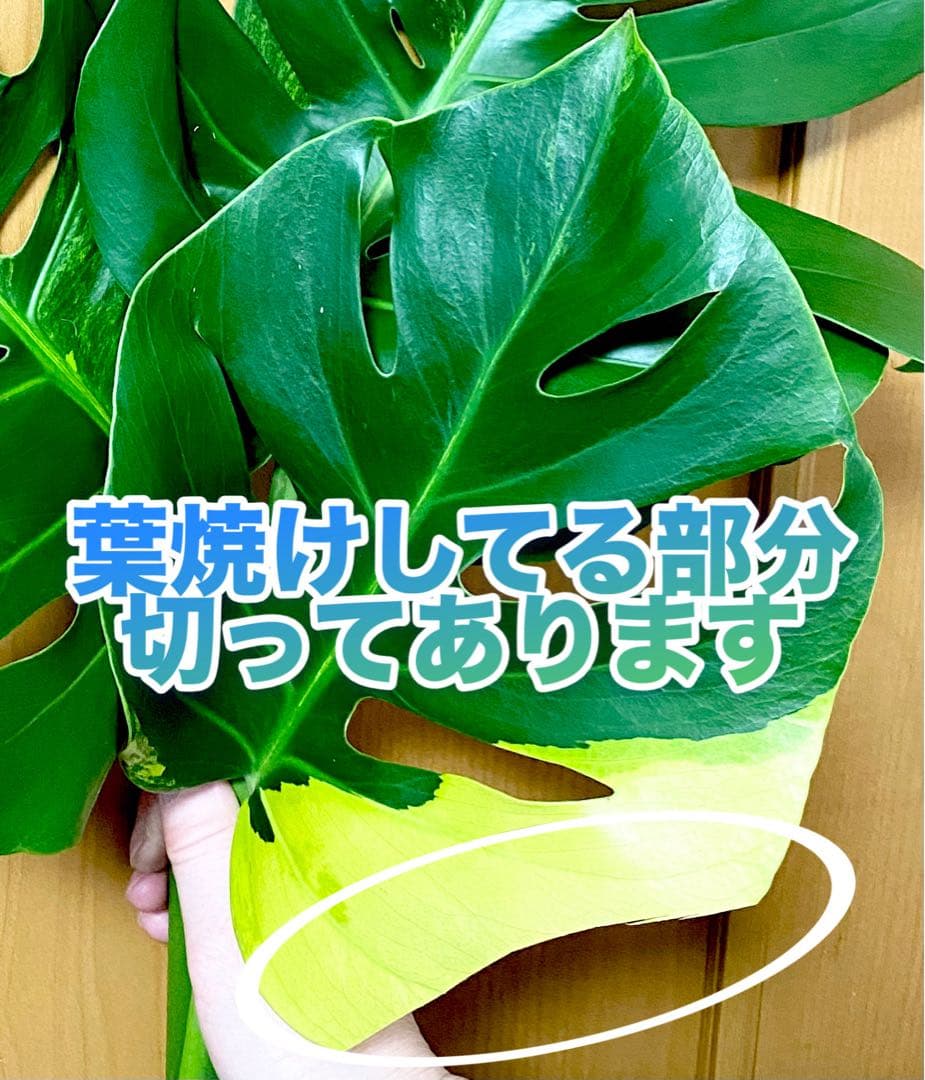 超大葉31㎝／脇芽・新芽／セブブルーミント／イエローマリリン モンステラ 班入①