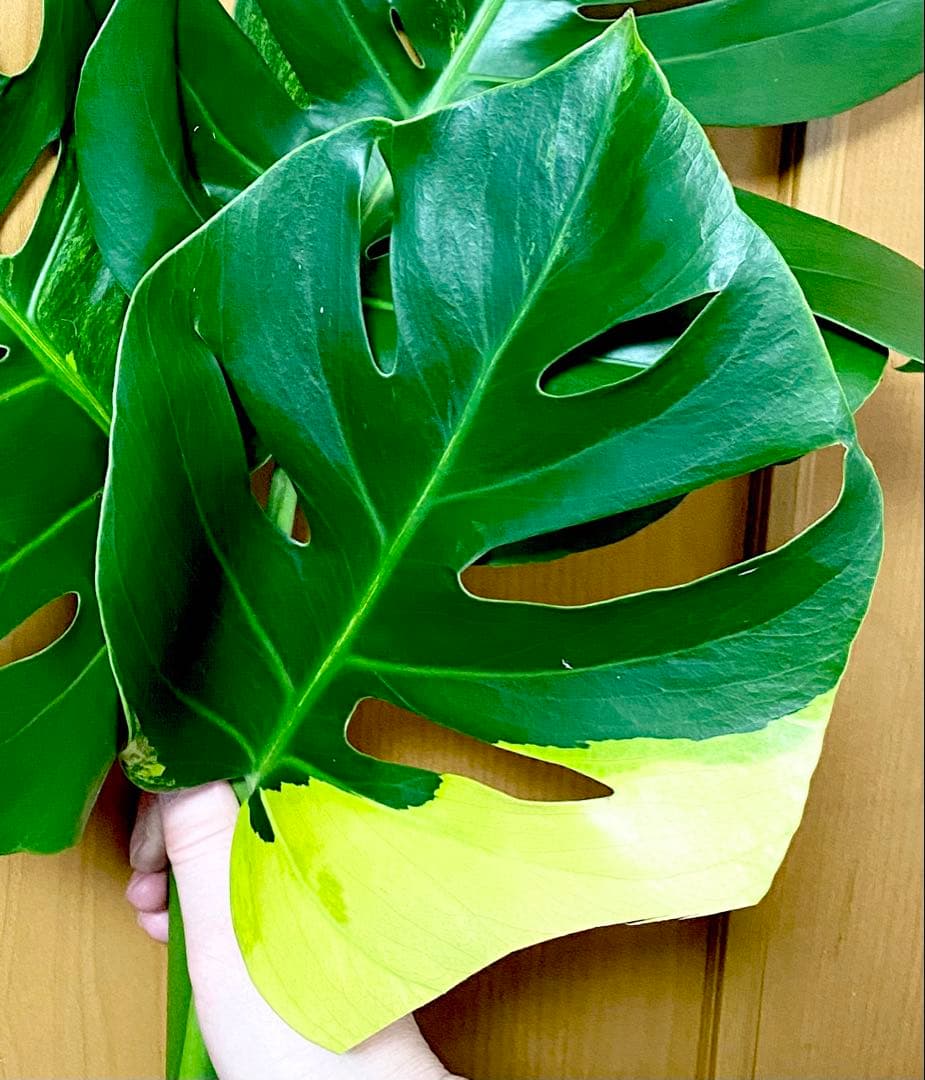 超大葉31㎝／脇芽・新芽／セブブルーミント／イエローマリリン モンステラ 班入①
