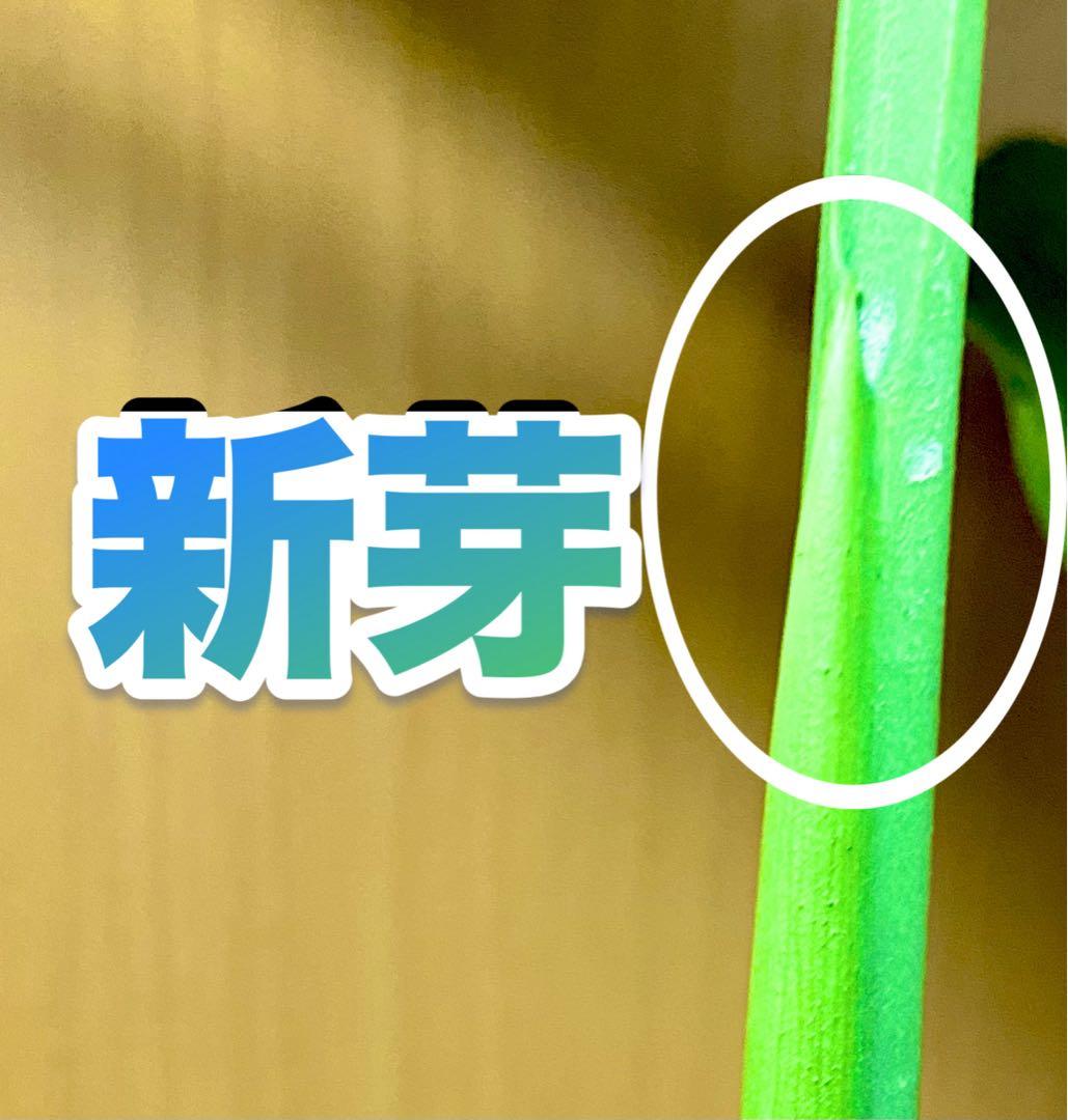 超大葉31㎝／脇芽・新芽／セブブルーミント／イエローマリリン モンステラ 班入①