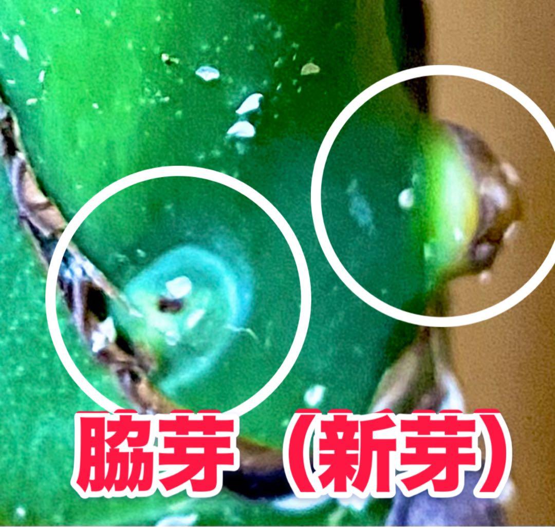 超大葉31㎝／脇芽・新芽／セブブルーミント／イエローマリリン モンステラ 班入①