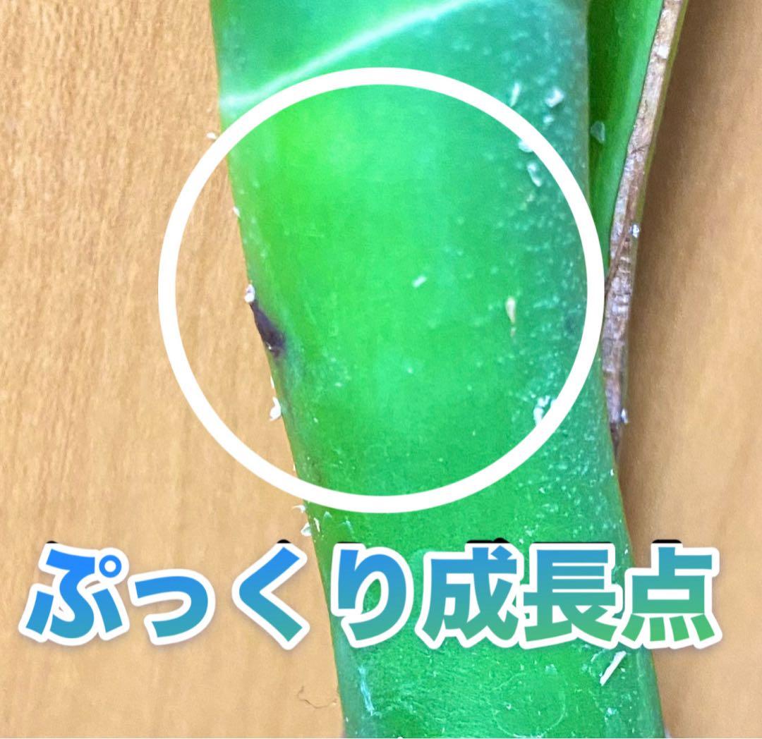 超大葉31㎝／脇芽・新芽／セブブルーミント／イエローマリリン モンステラ 班入①