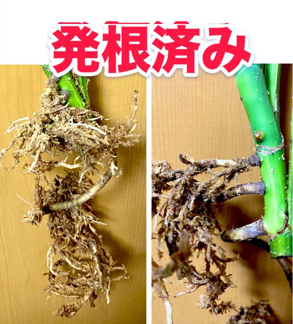 超大葉31㎝／脇芽・新芽／セブブルーミント／イエローマリリン モンステラ 班入①
