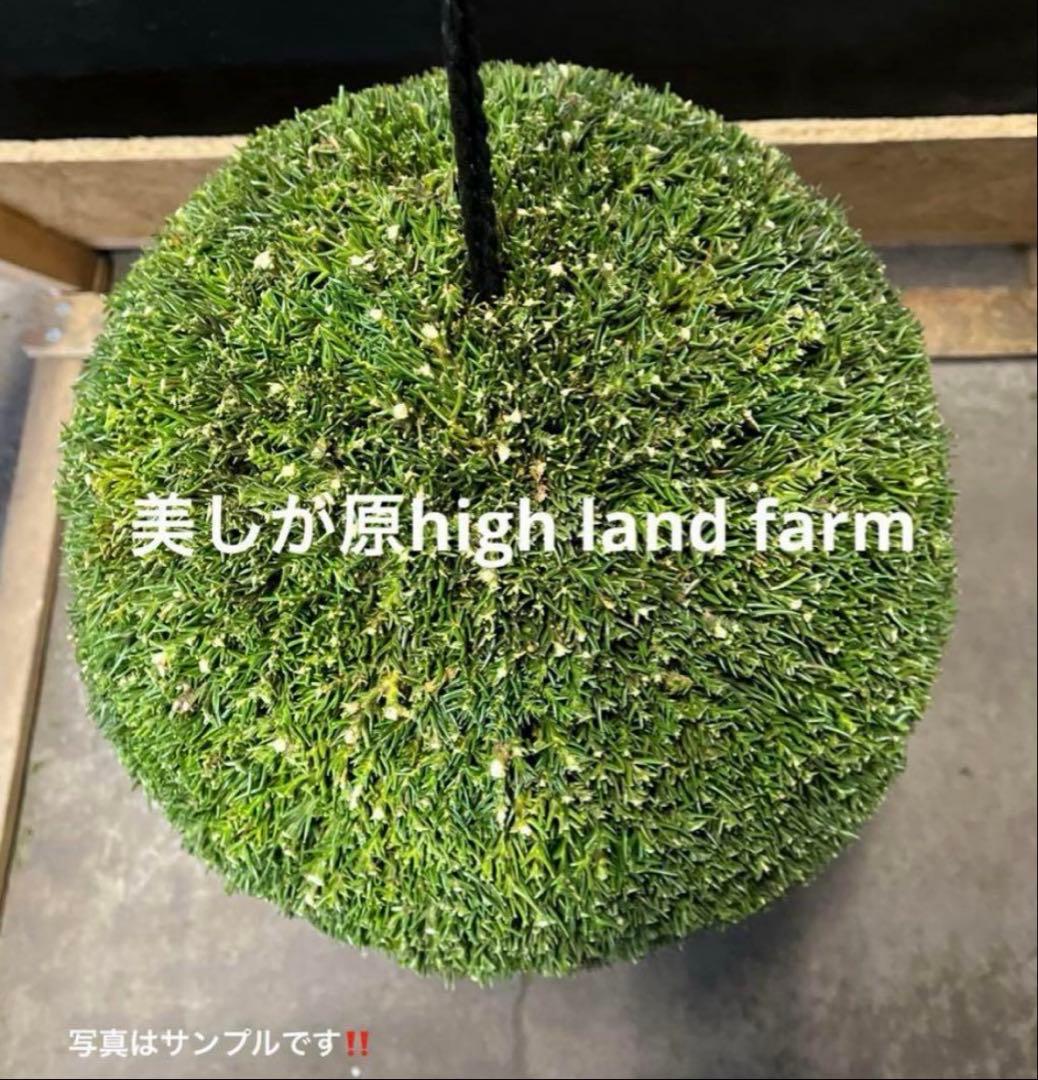 杉玉　約３０センチをお２つ‼️お客様ご注文品♪