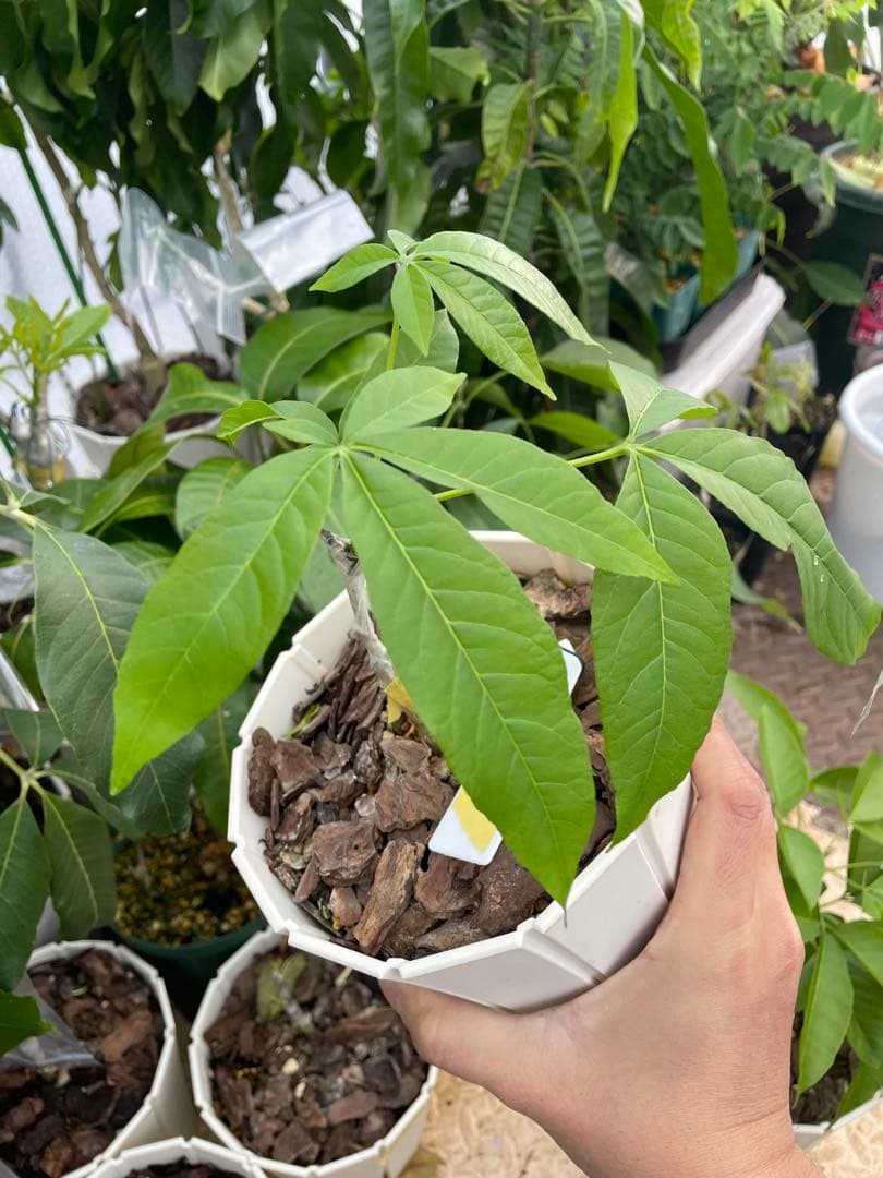 ホワイトサポテ　スーベル　四季咲き　接木