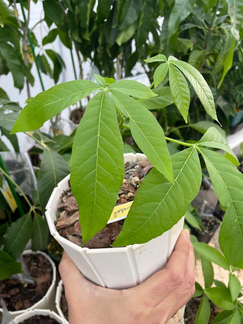 ホワイトサポテ　スーベル　四季咲き　接木