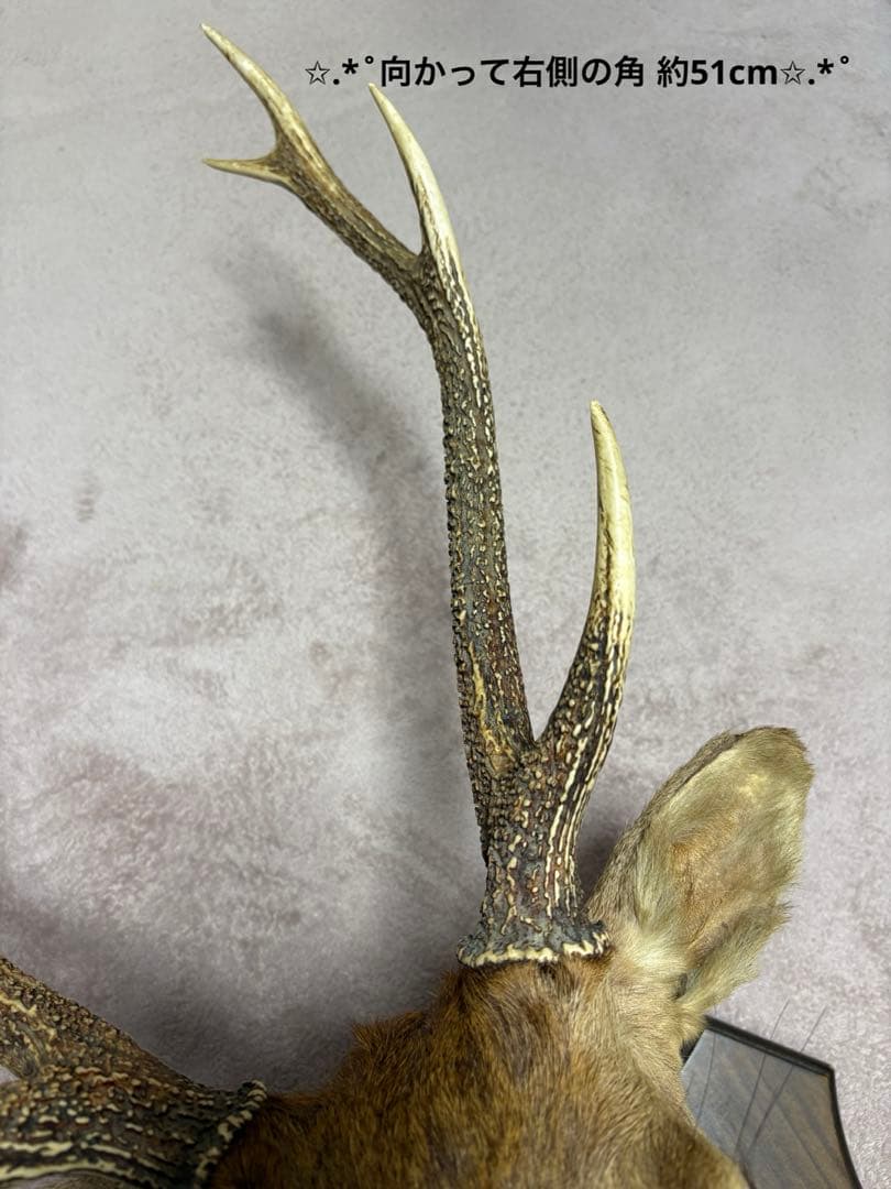 ✩.*˚鹿の剥製✩.*˚