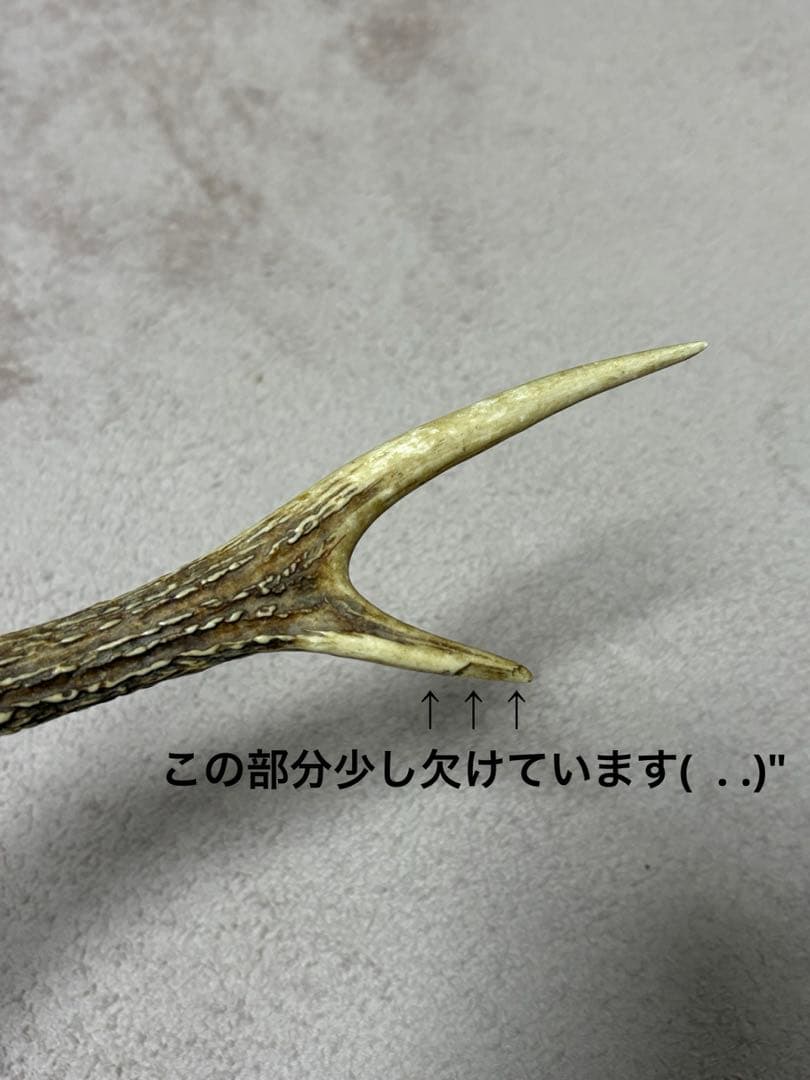 ✩.*˚鹿の剥製✩.*˚