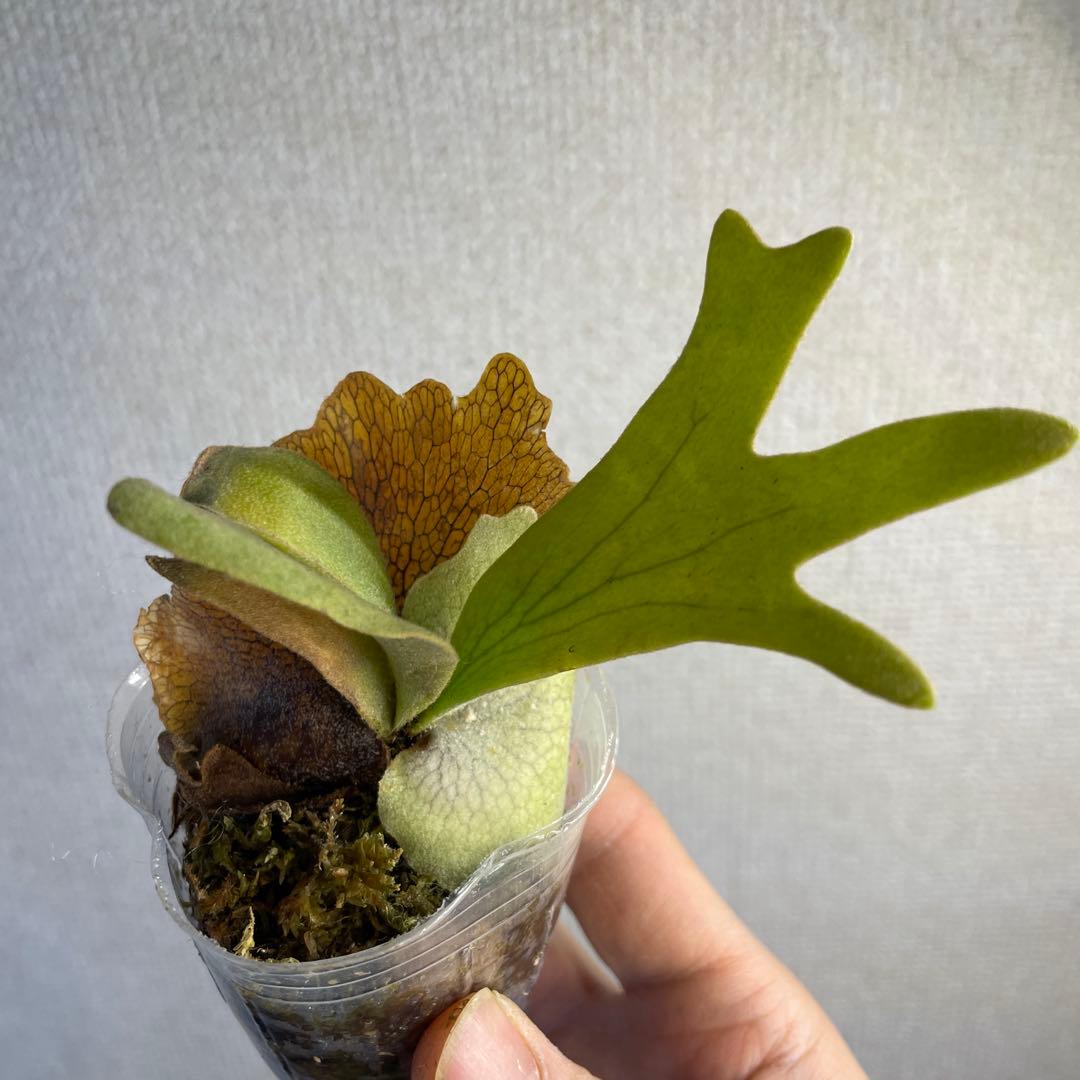 E*o様 P.Willinckii ‘OMG’ spore