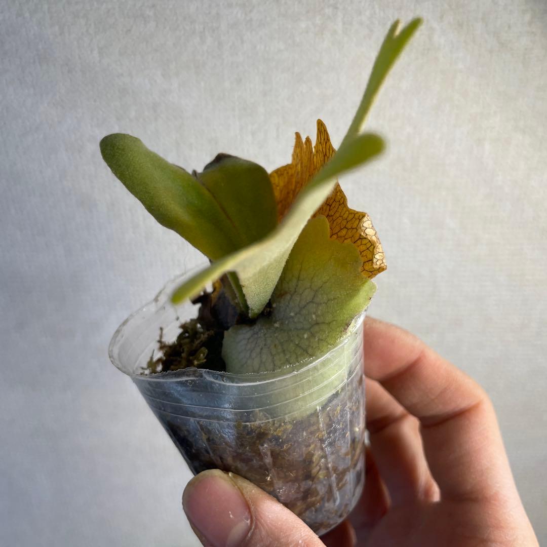 E*o様 P.Willinckii ‘OMG’ spore