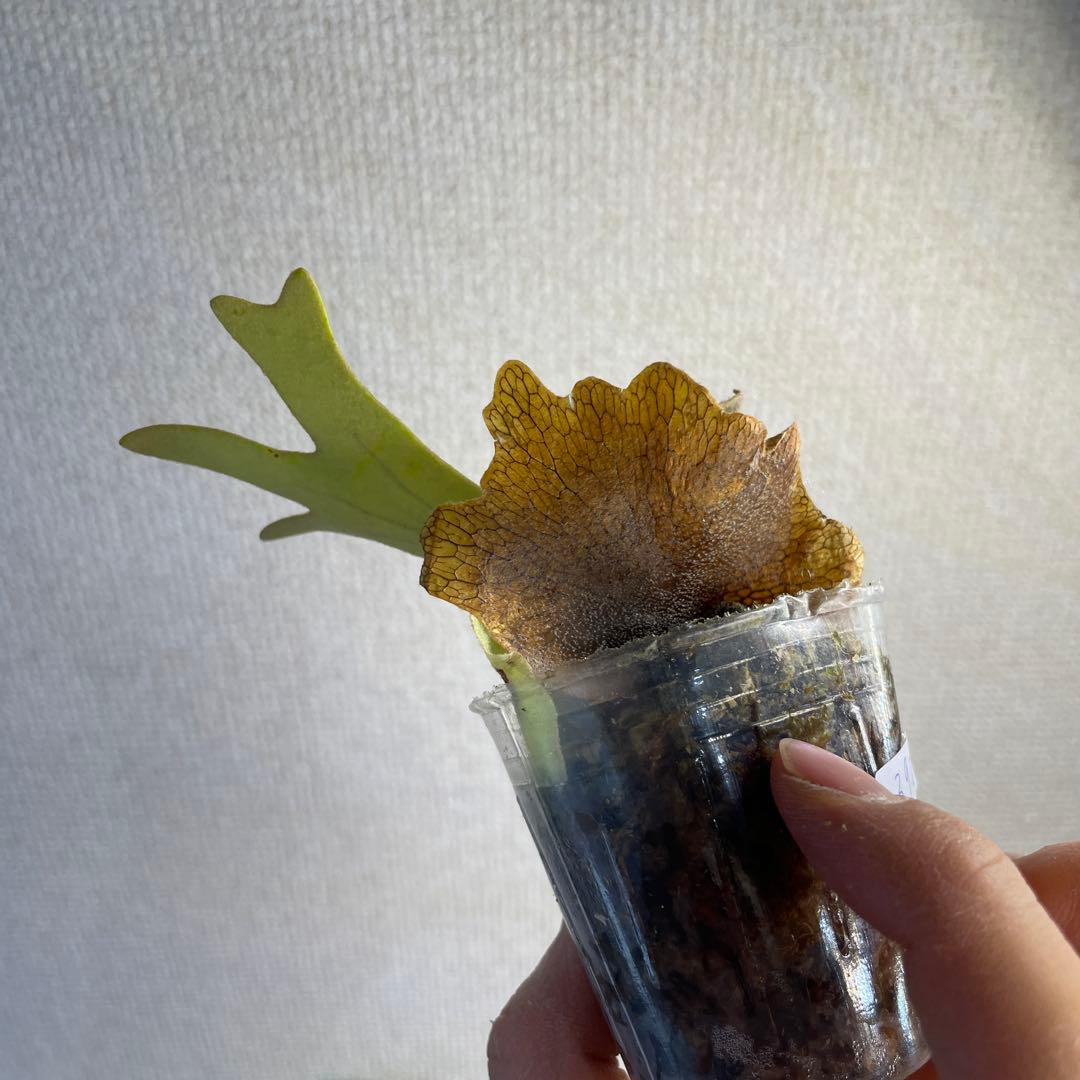 E*o様 P.Willinckii ‘OMG’ spore