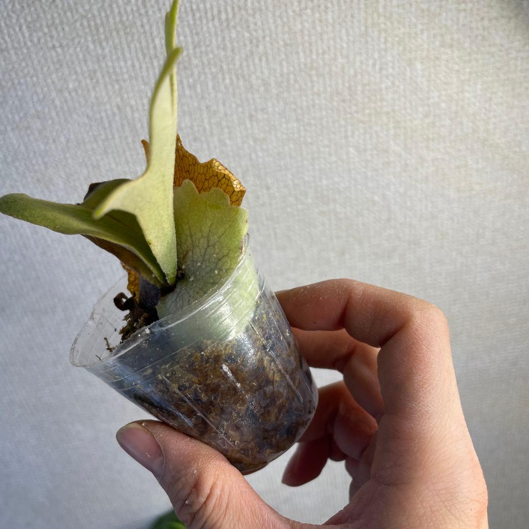 E*o様 P.Willinckii ‘OMG’ spore