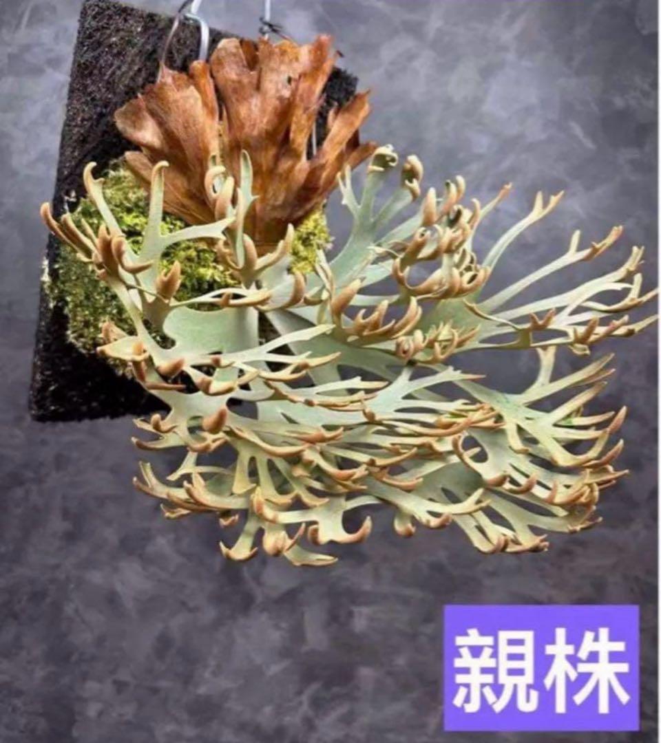 E*o様 P.Willinckii ‘OMG’ spore
