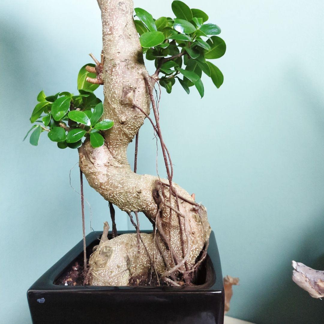 テツヤン ガジュマル 《現品》昇り龍 登り ブラックモダン ８号