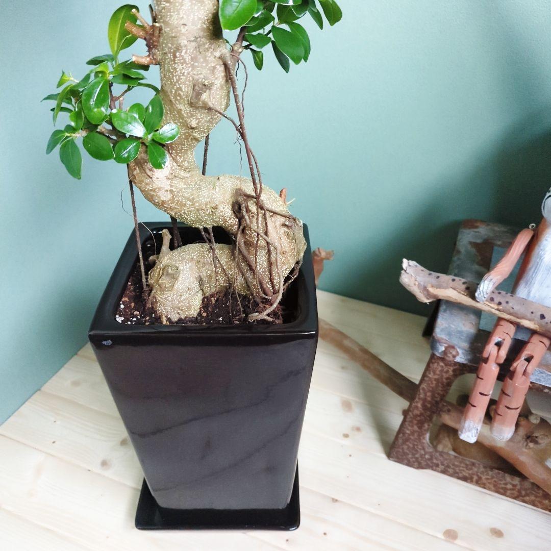 テツヤン ガジュマル 《現品》昇り龍 登り ブラックモダン ８号