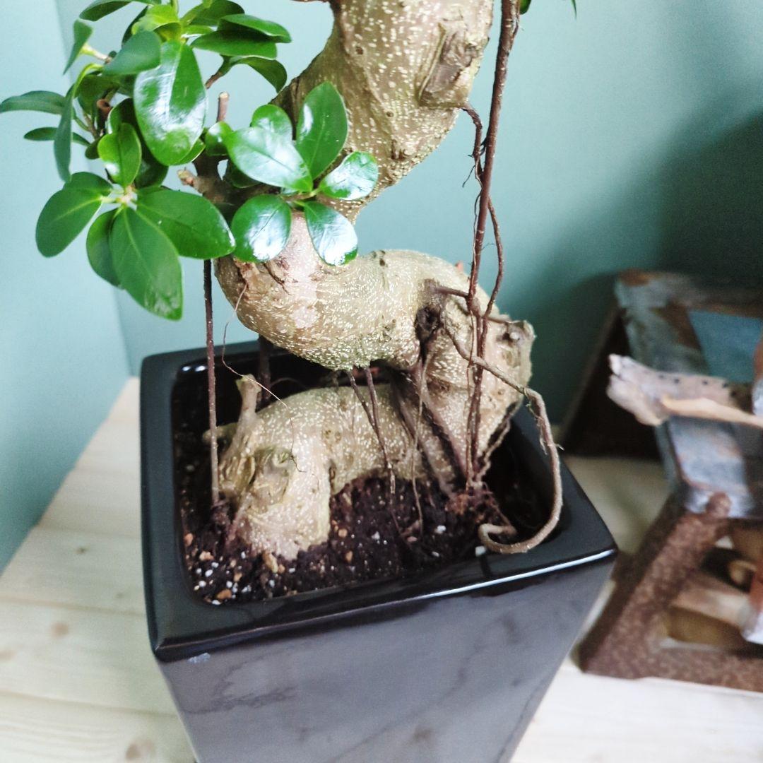 テツヤン ガジュマル 《現品》昇り龍 登り ブラックモダン ８号