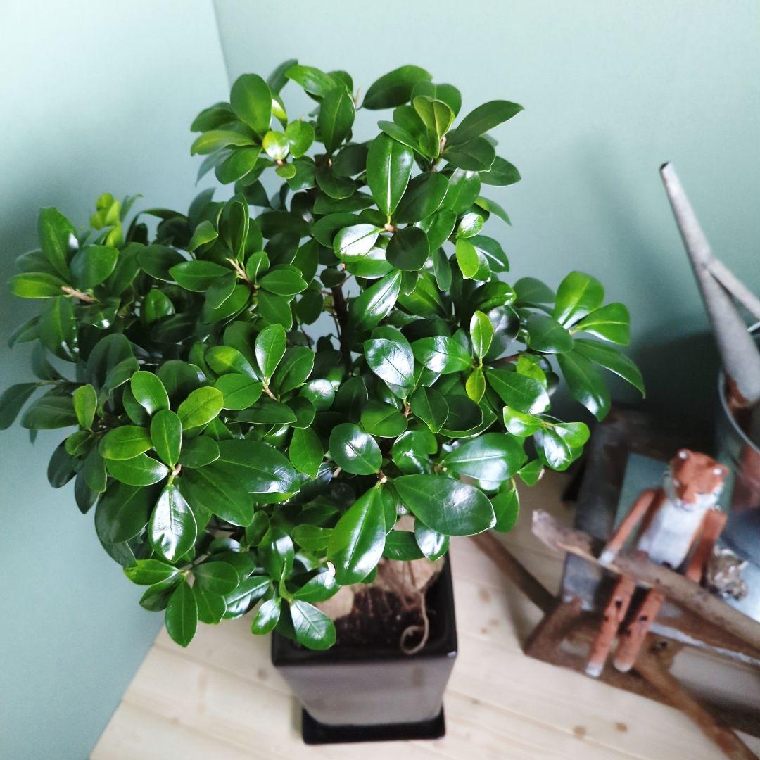 テツヤン ガジュマル 《現品》昇り龍 登り ブラックモダン ８号