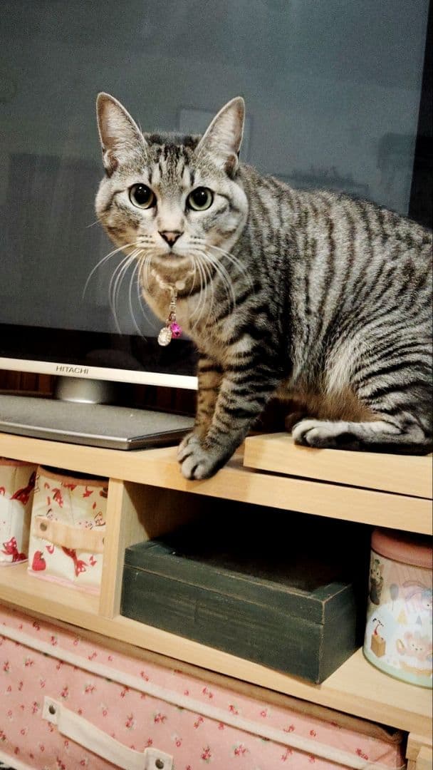 メッセージ用どなたでも