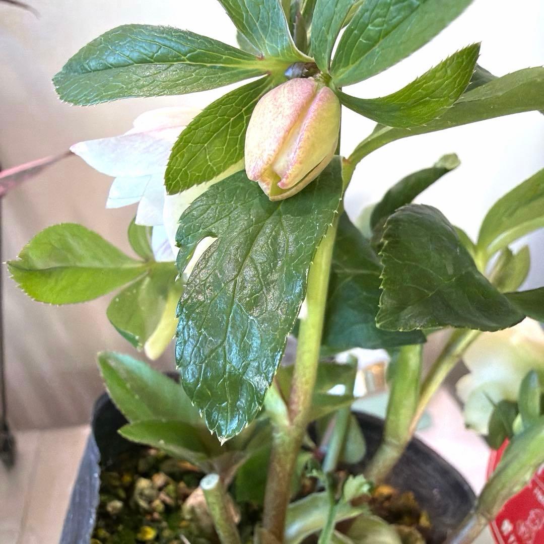 【横山園芸】クリスマスローズ プチドール　dd《1/8》オフホワイト×グリーン