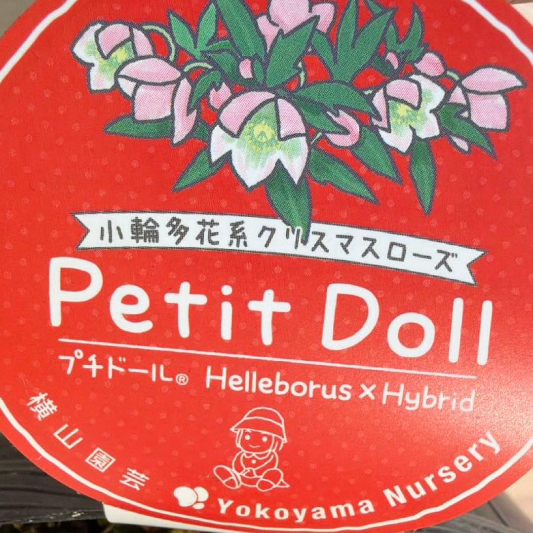 【横山園芸】クリスマスローズ プチドール　dd《1/8》オフホワイト×グリーン