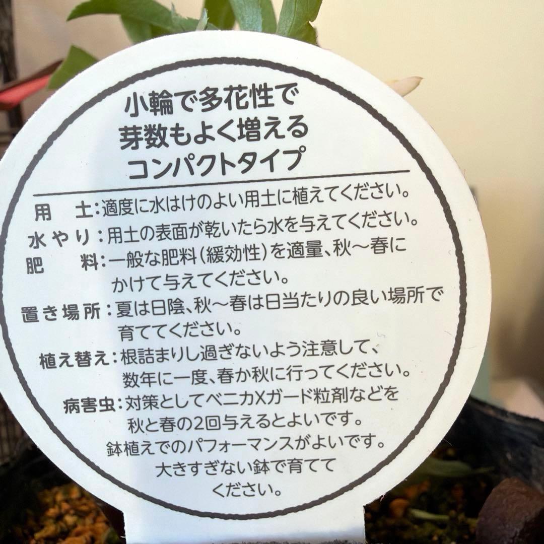 【横山園芸】クリスマスローズ プチドール　dd《1/8》オフホワイト×グリーン