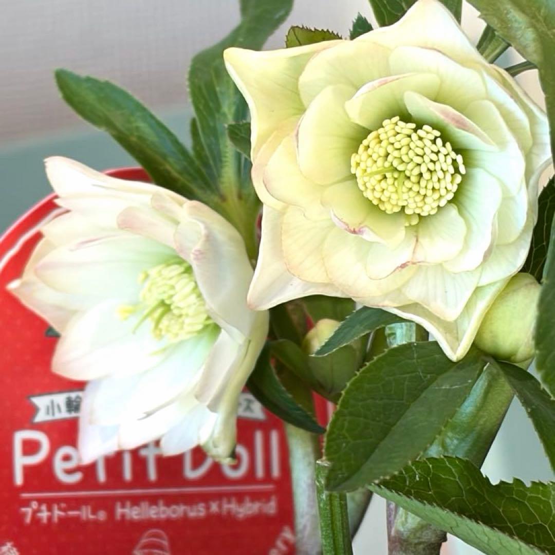 【横山園芸】クリスマスローズ プチドール　dd《1/8》オフホワイト×グリーン