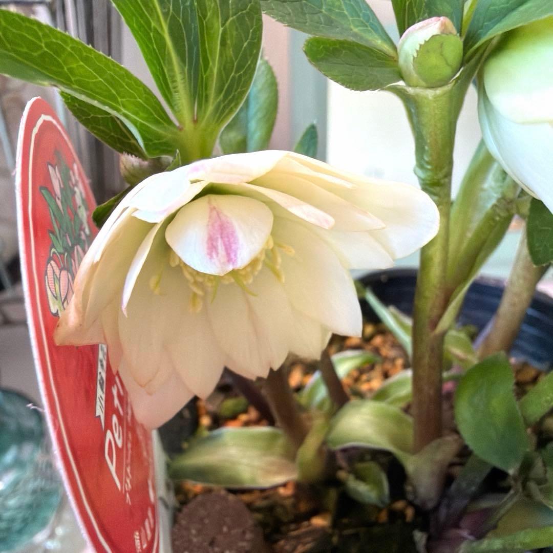 【横山園芸】クリスマスローズ プチドール　dd《1/8》オフホワイト×グリーン