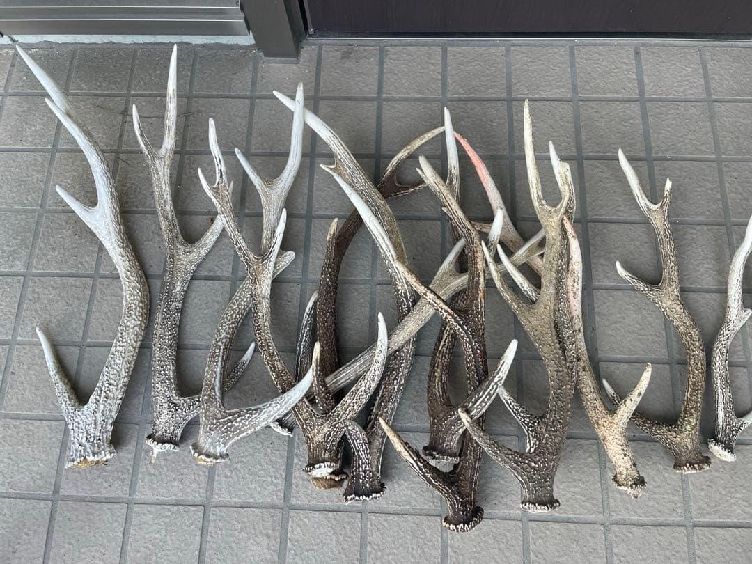 鹿の角 20本 まとめ売り