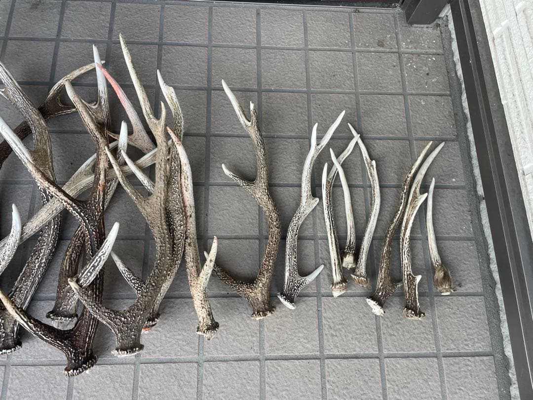 鹿の角 20本 まとめ売り