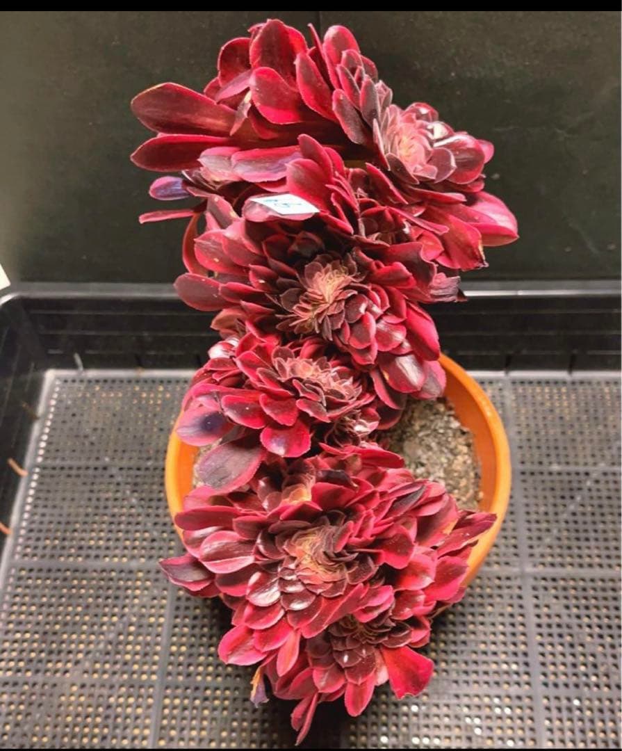 99  #多肉植物アエオニウム錦❤️ メデューサ セッカ ❤️27cm拨き苗