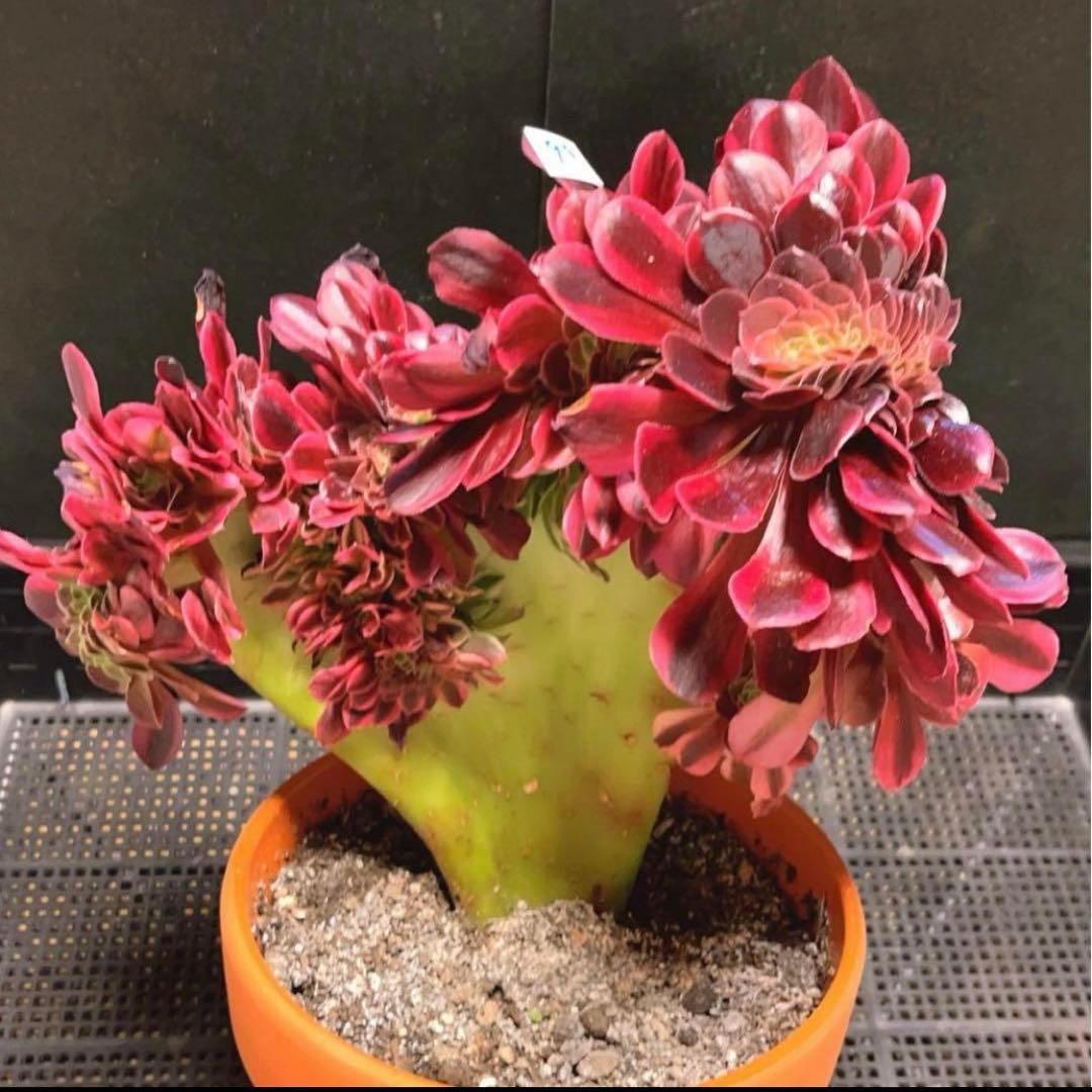 99  #多肉植物アエオニウム錦❤️ メデューサ セッカ ❤️27cm拨き苗