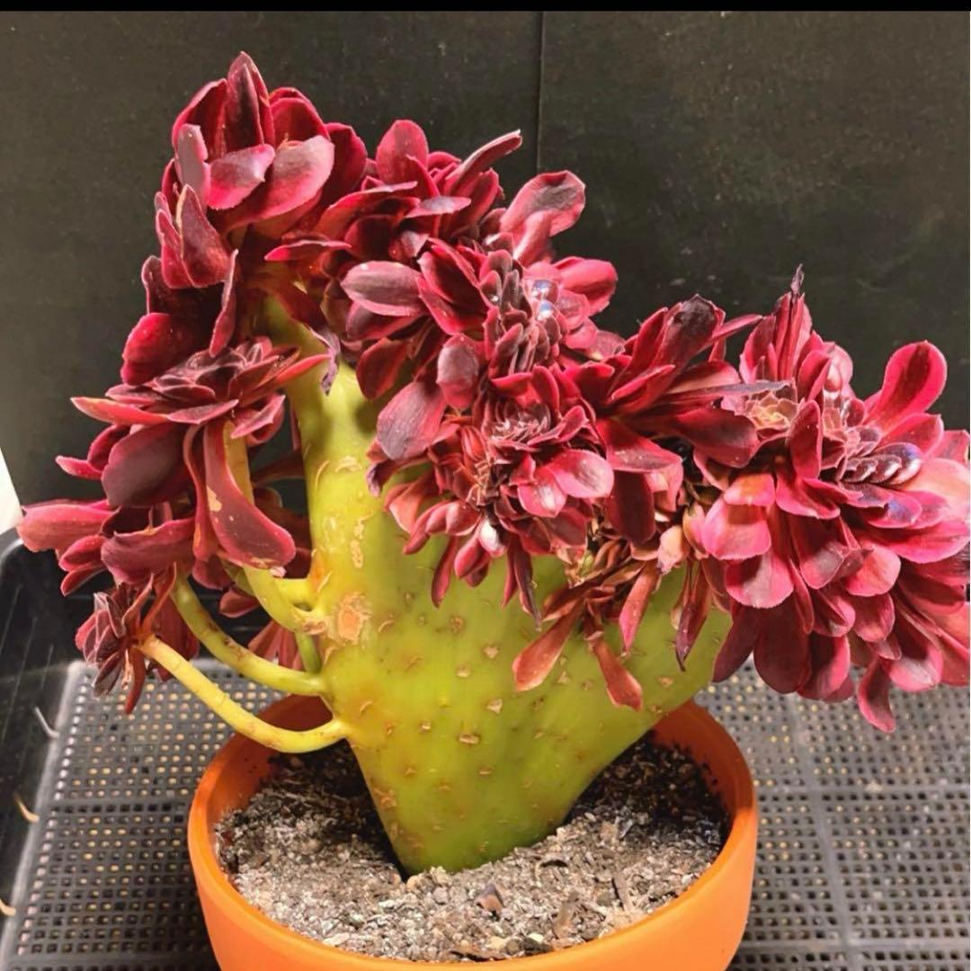 99  #多肉植物アエオニウム錦❤️ メデューサ セッカ ❤️27cm拨き苗