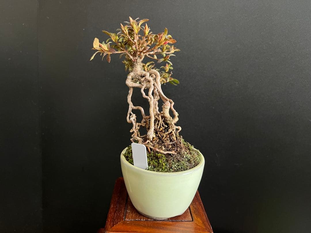 皐月盆栽　如峰山　根上がり　小品盆栽　樹高12cm (サツキ、花物、飾り物)