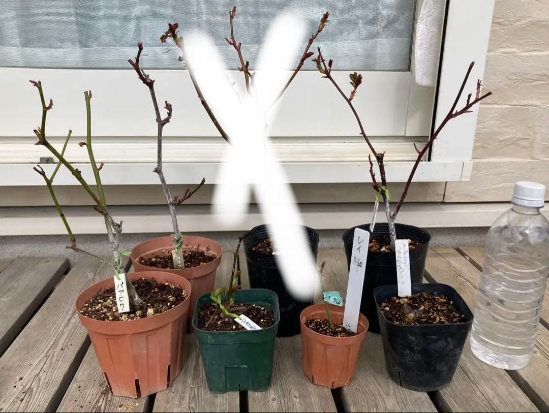 バラ　挿し木苗　オダマキ　サムシングブルー　イングリッシュ　強香　切花ローズ希少