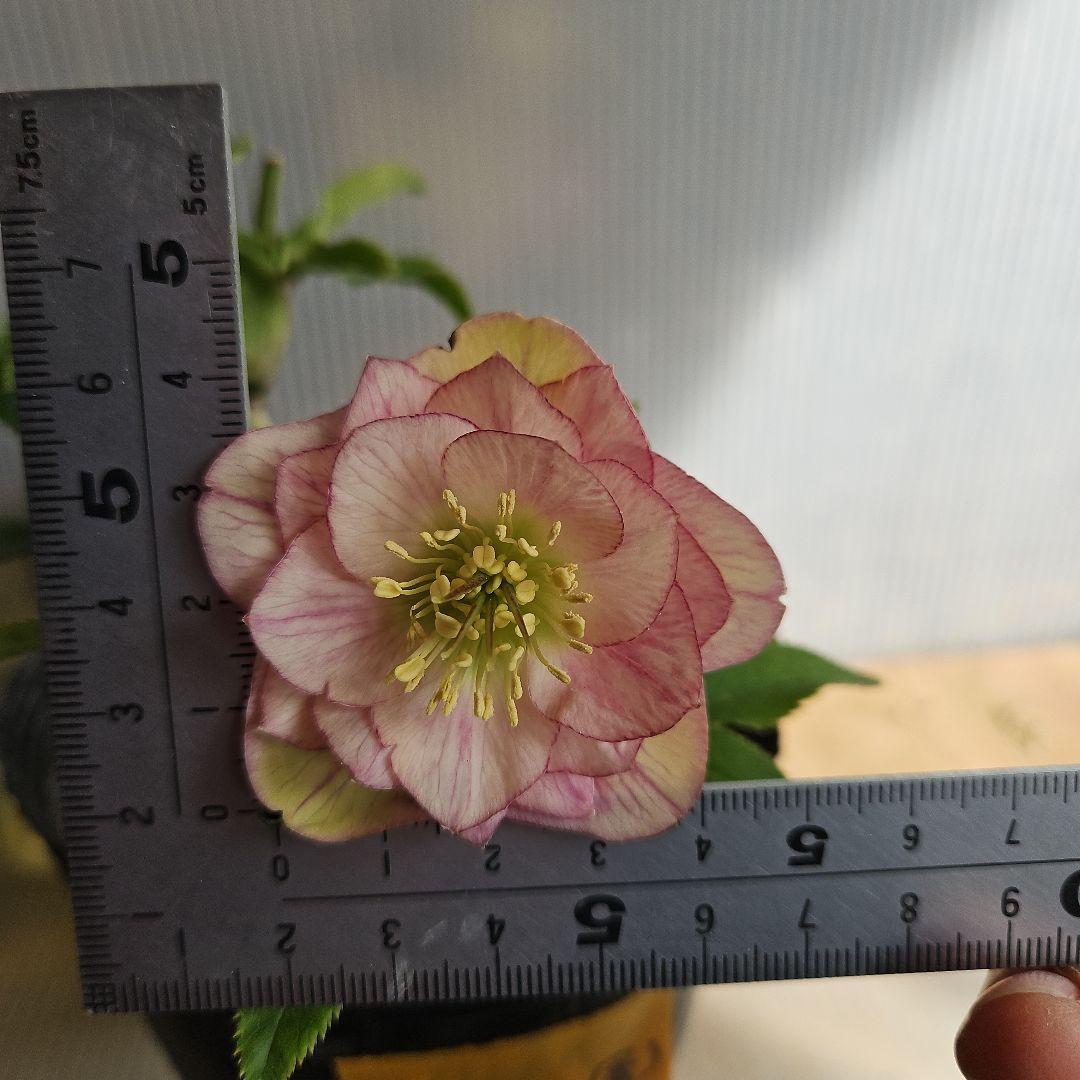 ★アンパン大好き♡、、、様ご購入苗㉖-387クリスマスローズ