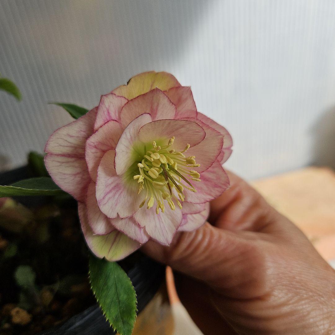 ★アンパン大好き♡、、、様ご購入苗㉖-387クリスマスローズ