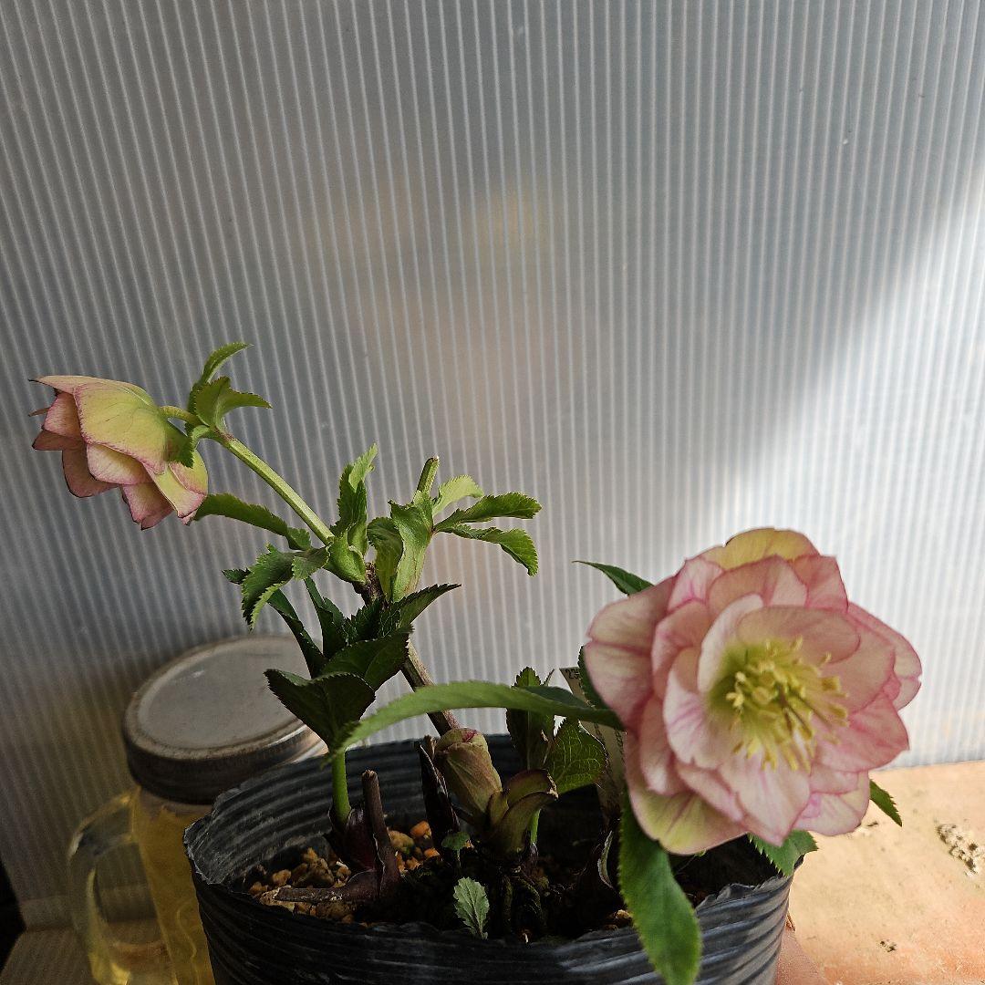 ★アンパン大好き♡、、、様ご購入苗㉖-387クリスマスローズ