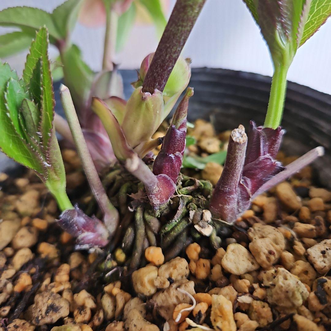 ★アンパン大好き♡、、、様ご購入苗㉖-387クリスマスローズ