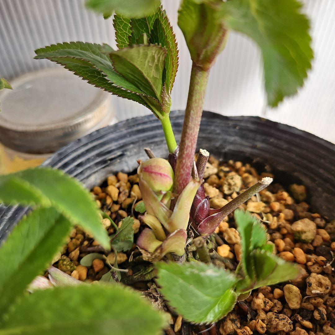 ★アンパン大好き♡、、、様ご購入苗㉖-387クリスマスローズ