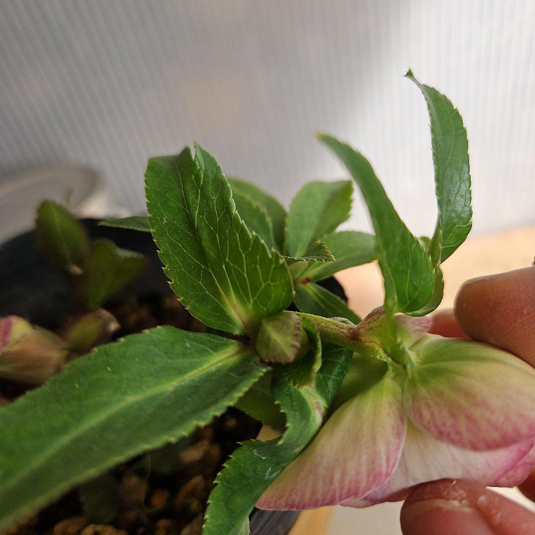 ★アンパン大好き♡、、、様ご購入苗㉖-387クリスマスローズ